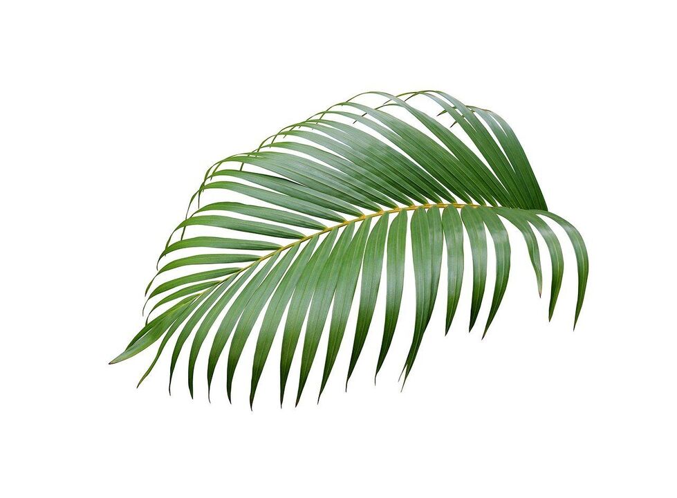 Cerenia Palm Wood in Capsules Zxcvbnmqwert
